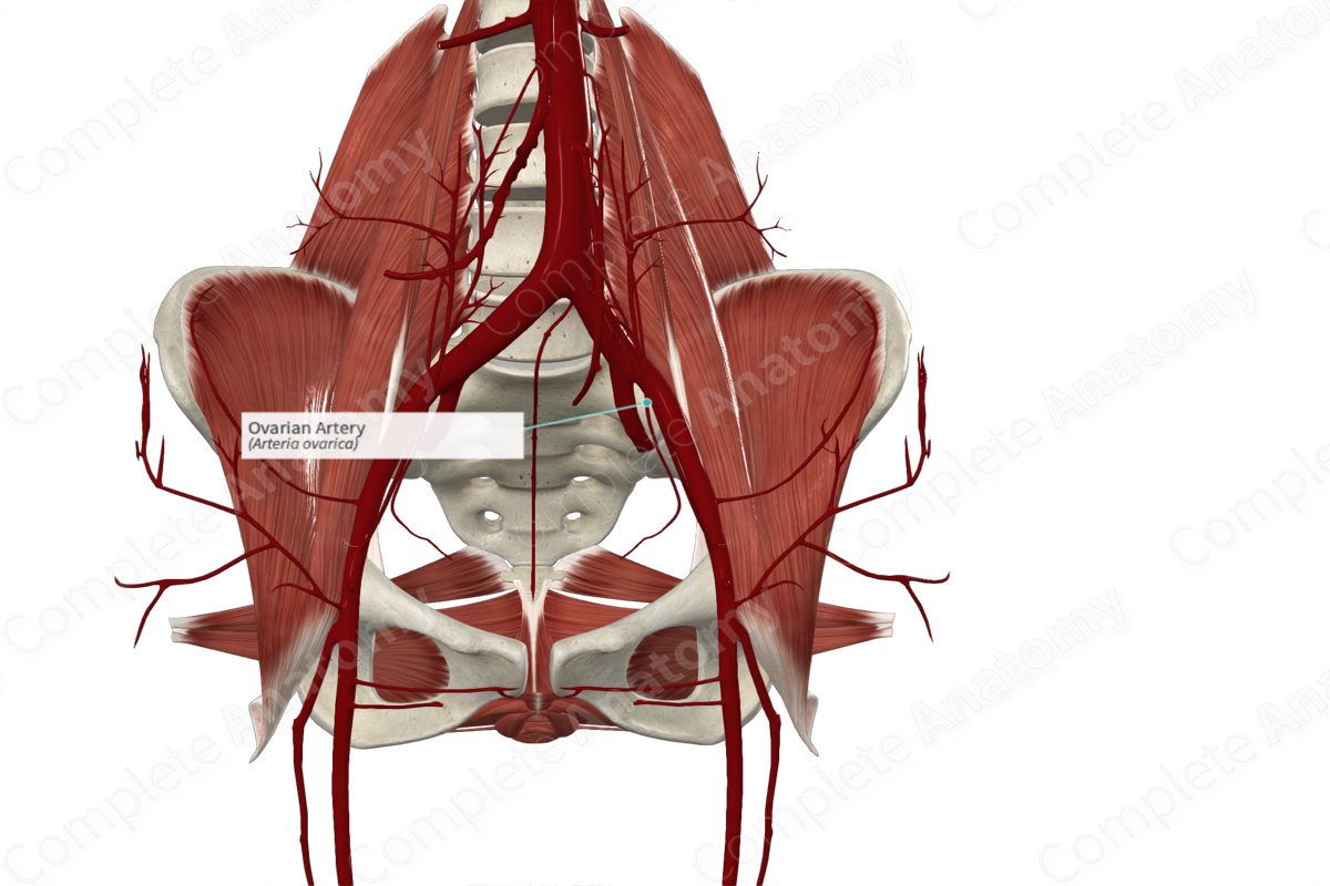 Ovarian Artery (Left)