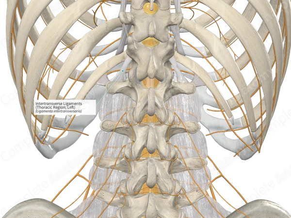 Intertransverse Ligaments (Thoracic Region; Left)