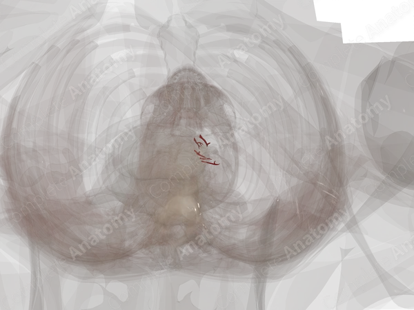 Arteries of Suprarenal Gland (Left)