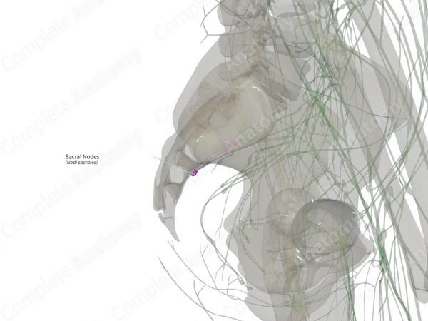 Sacral Nodes