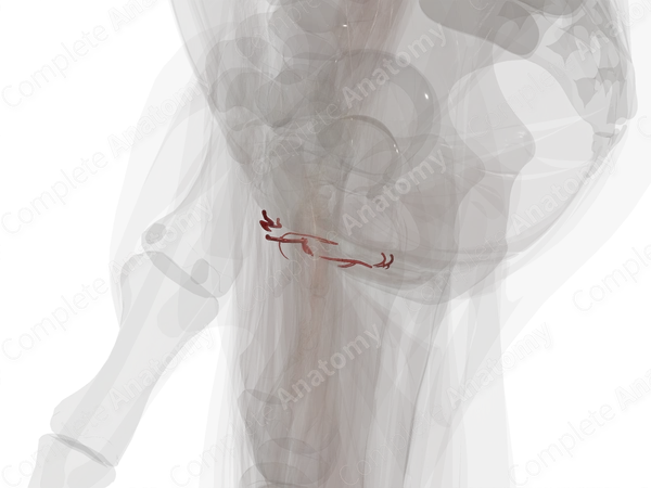 Arteries of Female External Genitalia