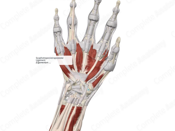 Scaphotrapeziotrapezoidal Ligament 