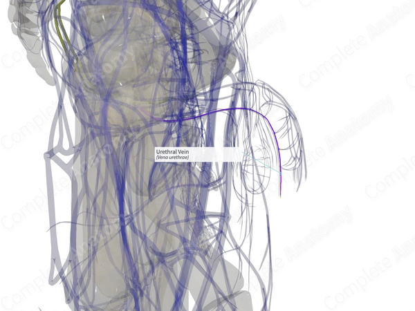 Urethral Vein (Left)