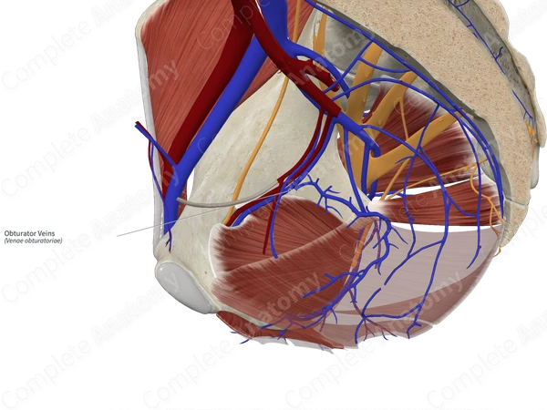 Obturator Veins