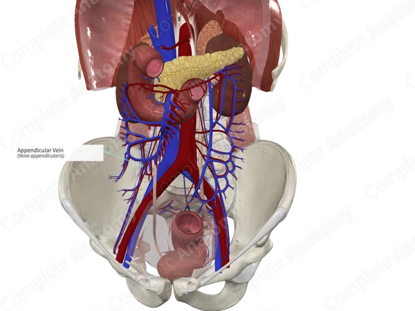 Appendicular Vein