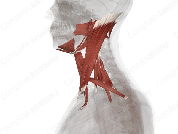 Muscles of Neck