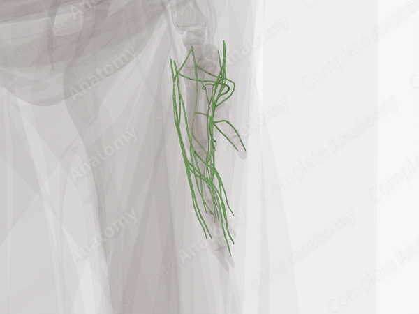 Lymph Vessels of Hand (Left)