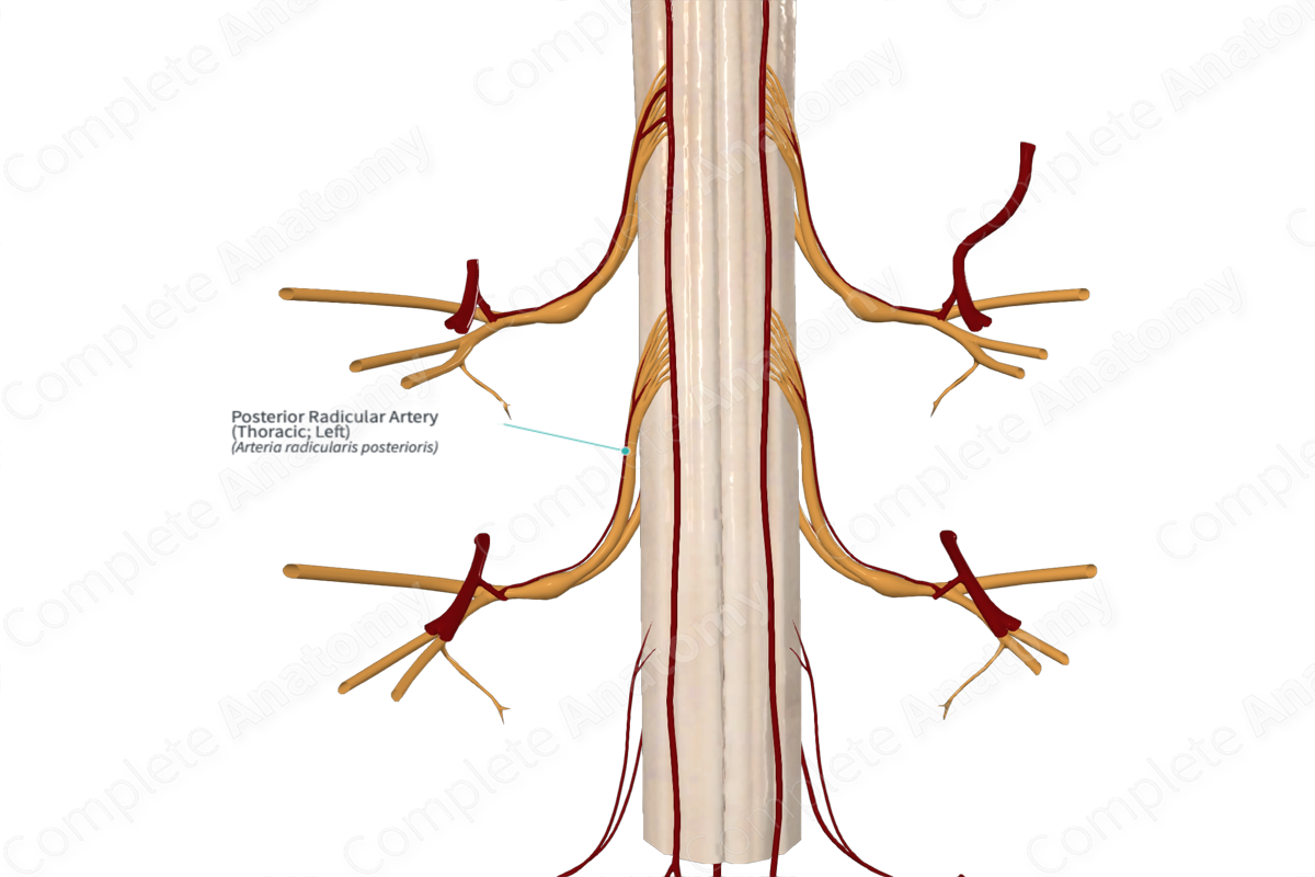 Posterior Radicular Artery (Thoracic; Left)