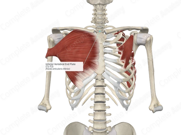 Inferior Vertebral End Plate (T1-T2)