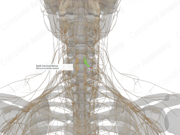 Sixth Cervical Nerve (Left)