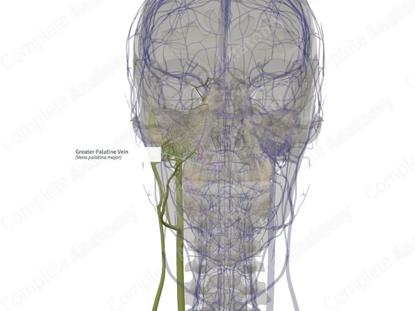 Greater Palatine Vein (Left)
