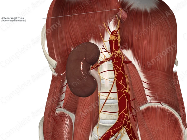 Anterior Vagal Trunk