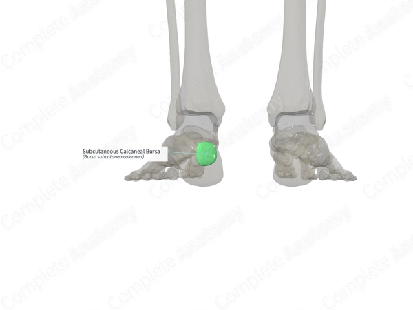Subcutaneous Calcaneal Bursa (Right)