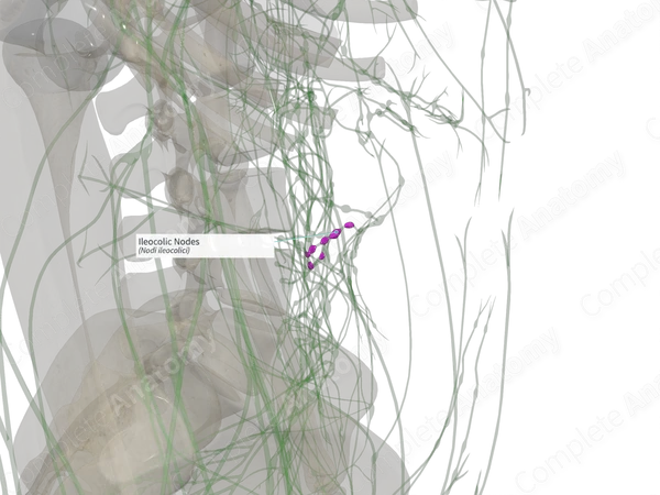 Ileocolic Nodes