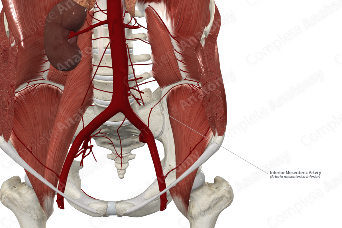 Inferior Mesenteric Artery