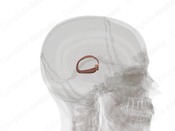 Limbic System (Left)