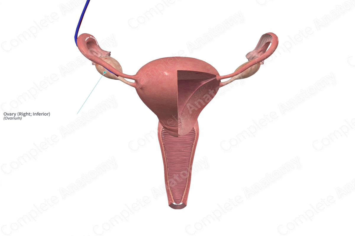 Ovary (Right; Inferior)