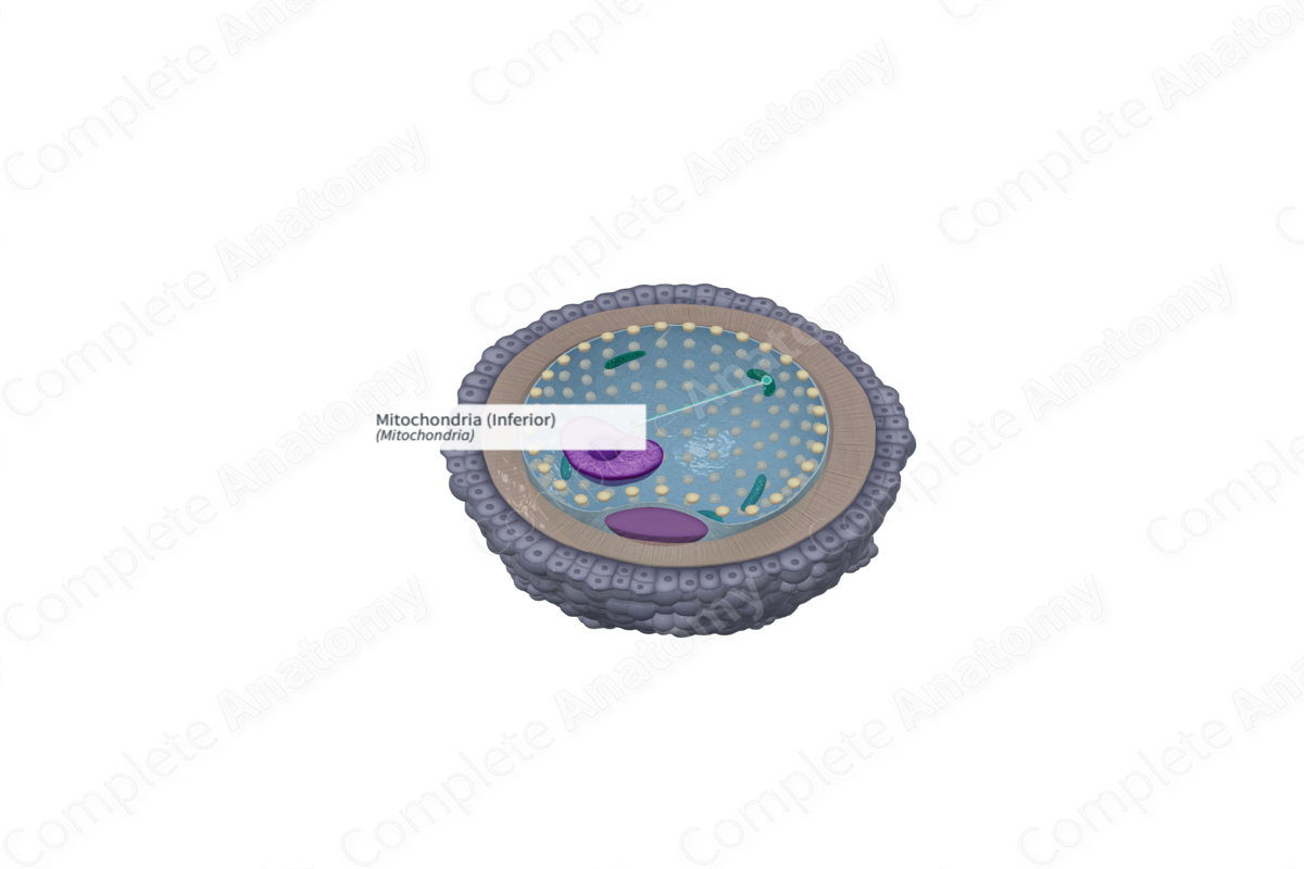 Mitochondria (Inferior)