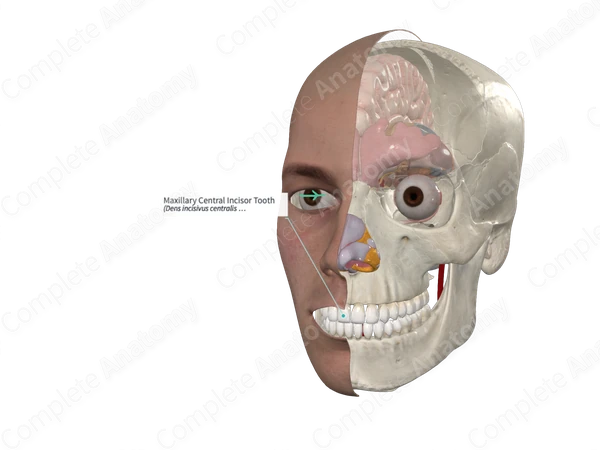Maxillary Central Incisor Tooth