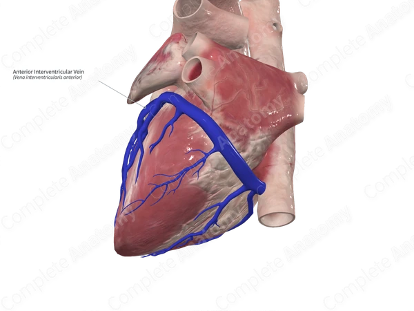 Anterior Interventricular Vein
