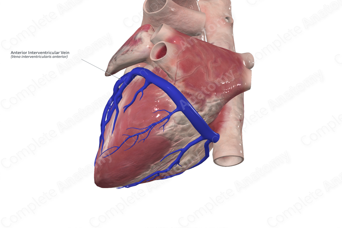 Anterior Interventricular Vein