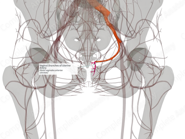 Vaginal Branches of Uterine Artery (Left)