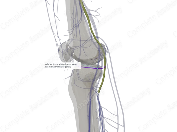 Inferior Lateral Genicular Vein (Right)