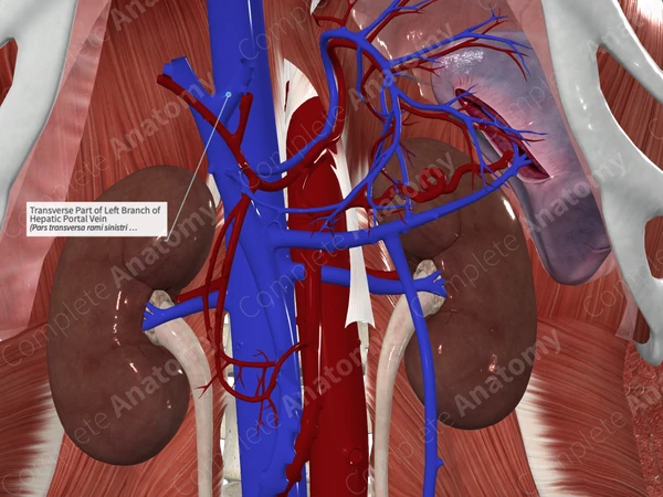 Transverse Part of Left Branch of Hepatic Portal Vein