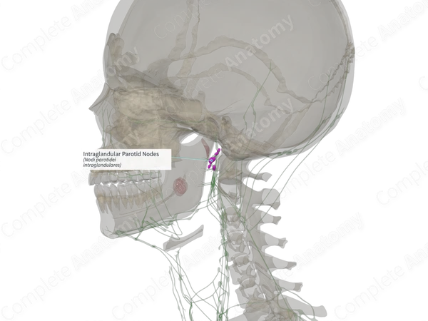 Intraglandular Parotid Nodes (Right)