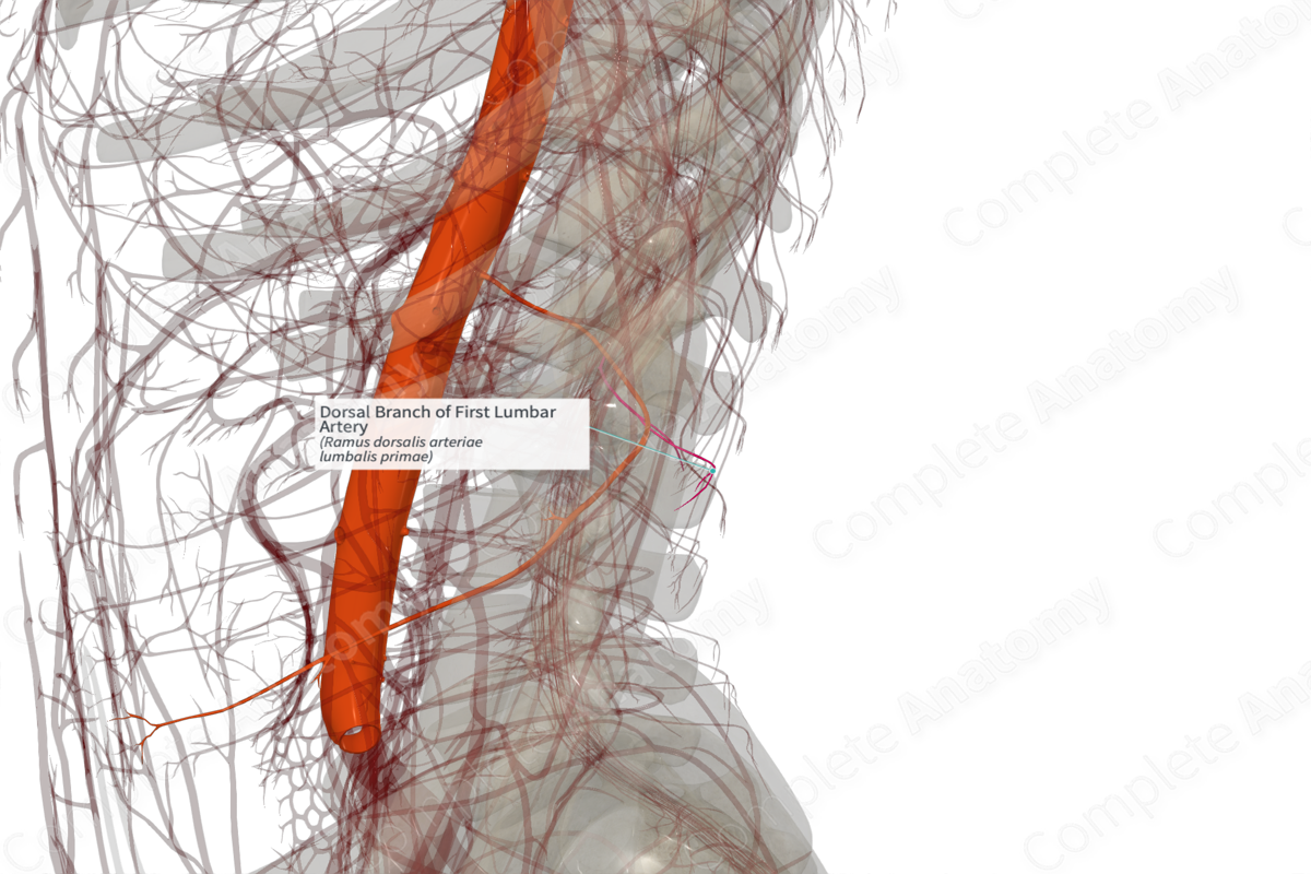 Dorsal Branch of First Lumbar Artery (Left)