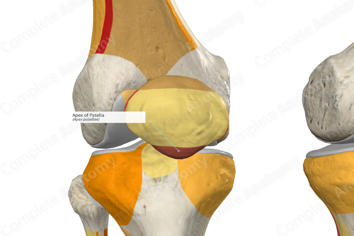 Apex of Patella | Complete Anatomy