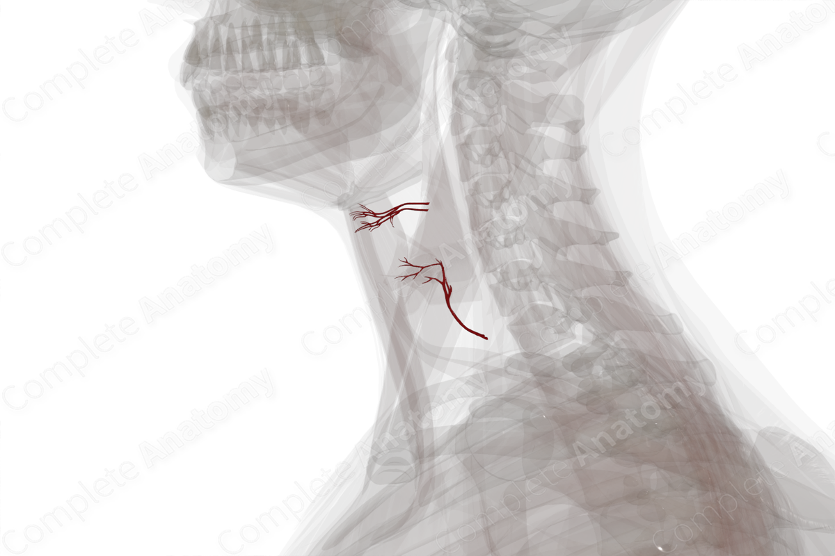 Arteries of Larynx