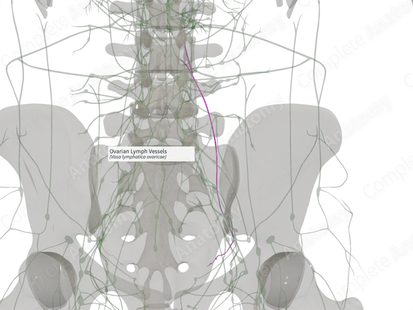 Ovarian Lymph Vessels (Right)