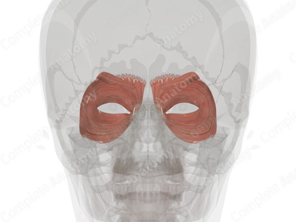 Circumorbital Muscles