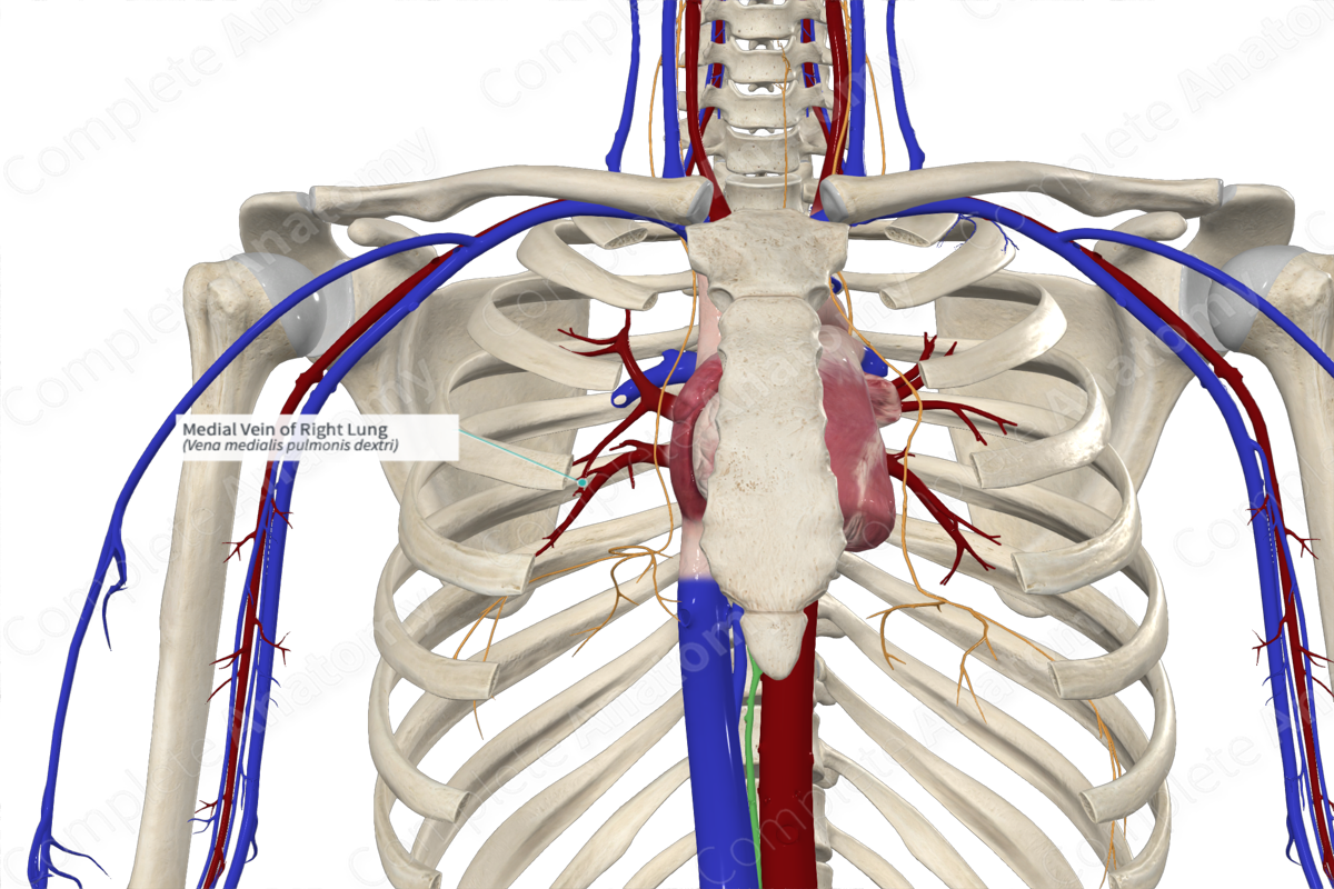 Medial Vein of Right Lung