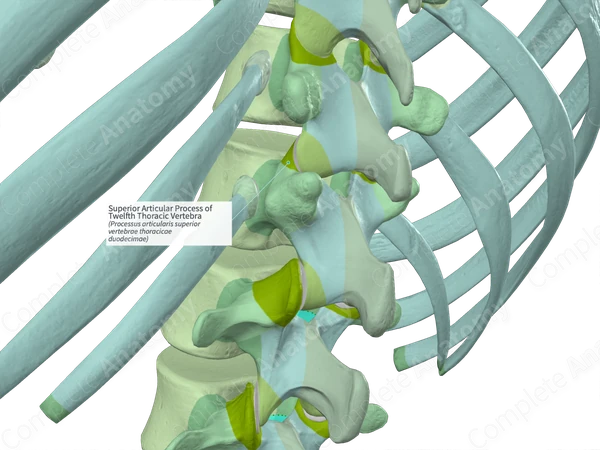 Superior Articular Process of Twelfth Thoracic Vertebra (Right)