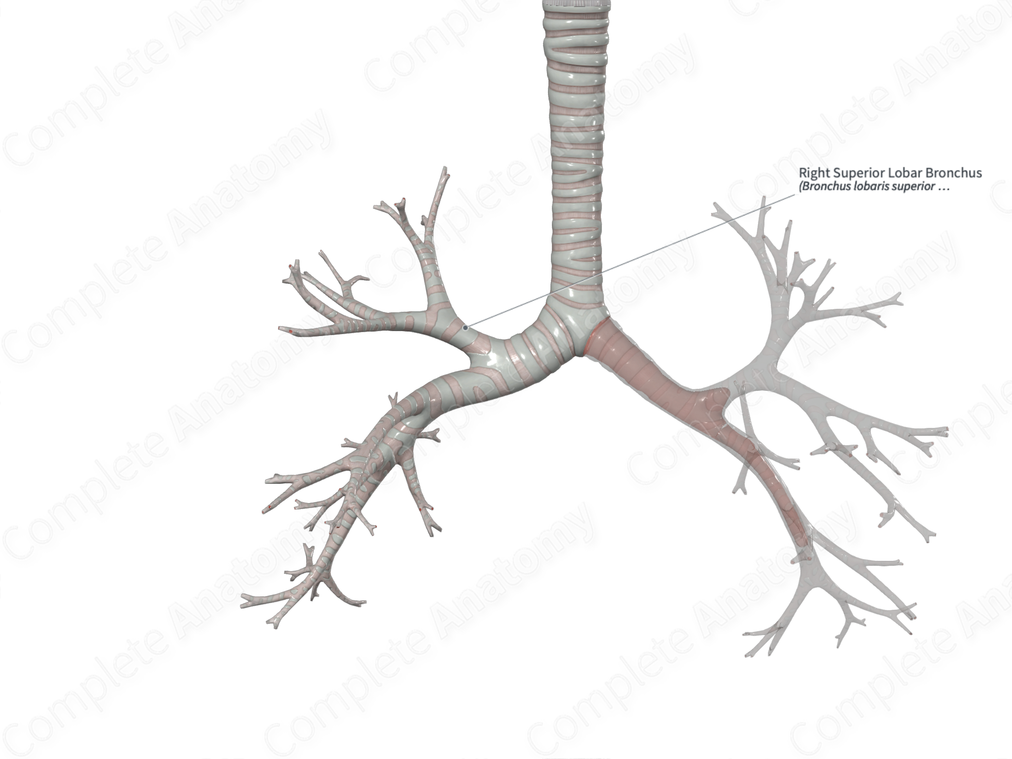 Right Superior Lobar Bronchus | Complete Anatomy