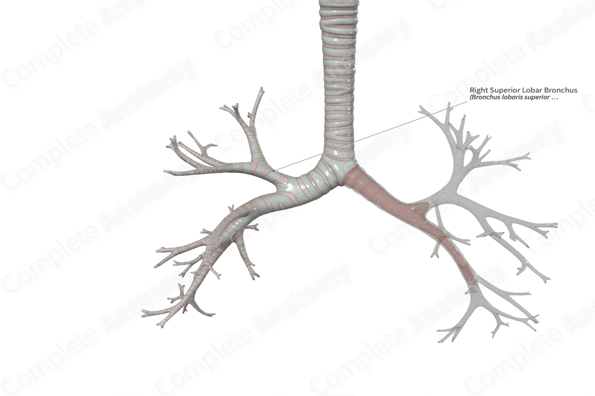 Right Superior Lobar Bronchus | Complete Anatomy