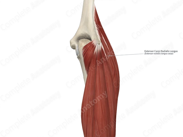 Extensor Carpi Radialis Longus