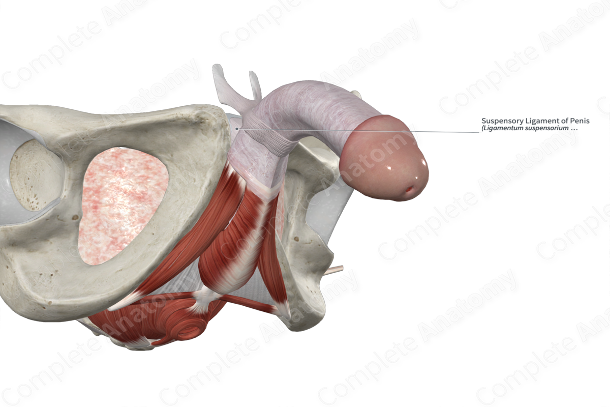 Suspensory Ligament of Penis