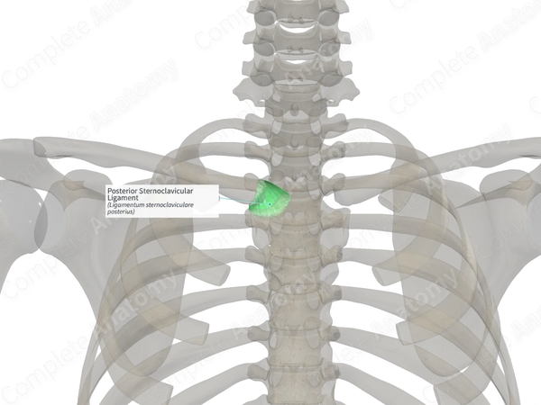 Posterior Sternoclavicular Ligament (Right)