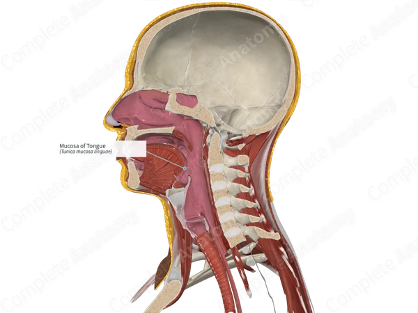 Mucosa of Tongue