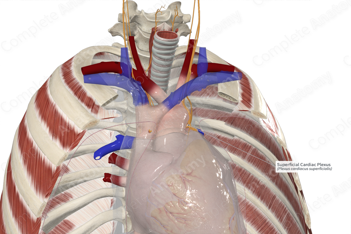 Superficial Cardiac Plexus