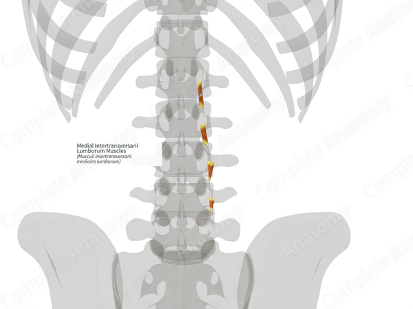 Medial Intertransversarii Lumborum Muscles (Right)