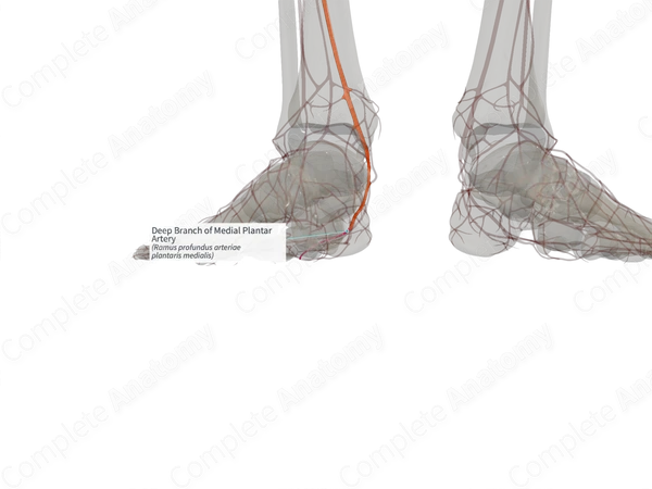 Deep Branch of Medial Plantar Artery (Right)