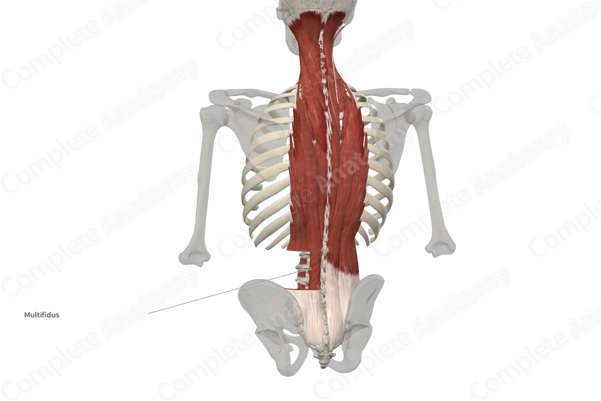 Multifidus Muscles 