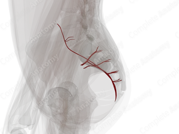 Arteries of Vertebral Column