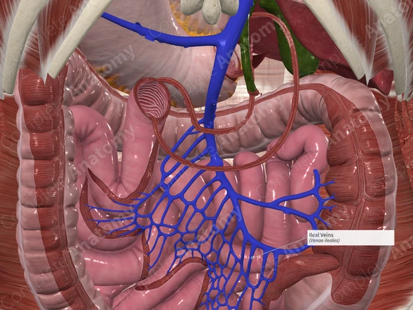Ileal Veins