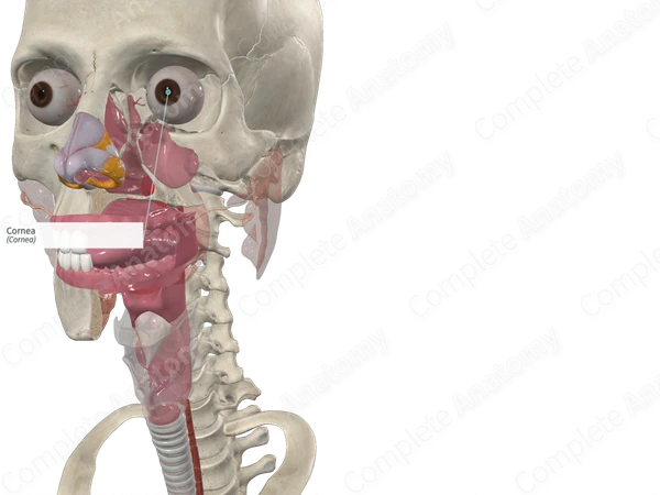 Cornea
