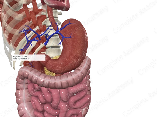 Segment II Vein